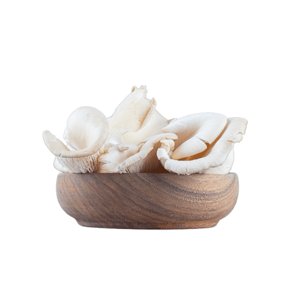 Oyster Mushroom