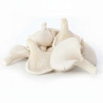 Oyster Mushroom - Image 2